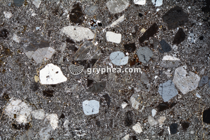 Rhyolite LPA x3,5 - gryphea.com